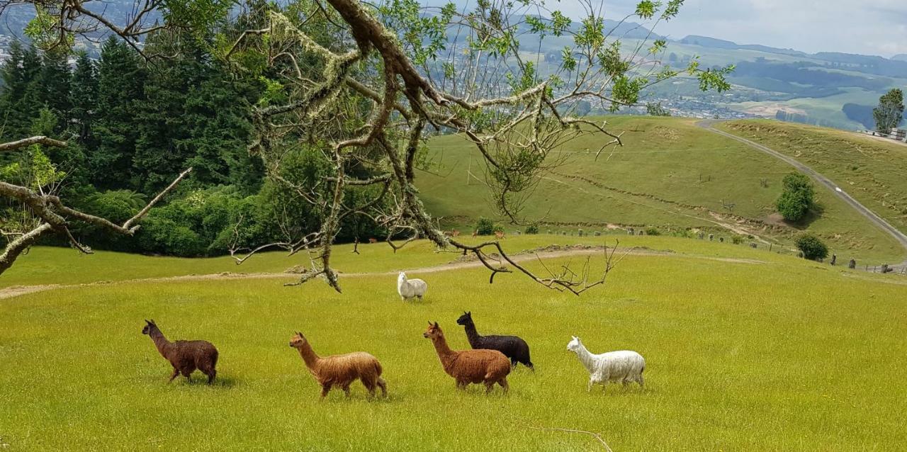Aorangi Mountain Lodge روتوروا المظهر الخارجي الصورة